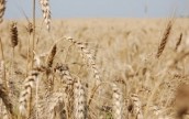 Производители зерна получили из бюджета 100 млн грн