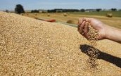 Зернотрейдеры Украины понесут убытки в случае создания Причерноморского зернового пула