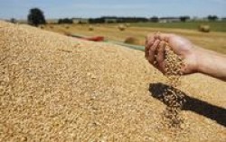 Зернотрейдеры Украины понесут убытки в случае создания Причерноморского зернового пула