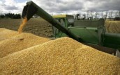 Украина с начала 2013/2014 МГ экспортировала 8,6 млн. тонн зерна