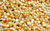 Украина активно отгружает кукурузу