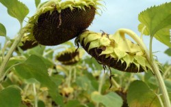 В Запорожской области собрано 0,8 млн. тонн подсолнечника