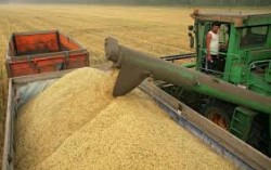 Украина к 1 ноября собрала более 52 млн. тонн зерна