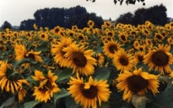 В ноябре цены на подсолнечник значительно вырастут