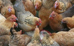 Производство мяса птицы в Украине в 2014 году может вырасти на 10-11%