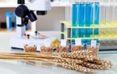 Украинские аграрии против обязательной сертификации зерна