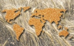 Экспорт украинских зерновых в азиатские страны вырос в 10 раз