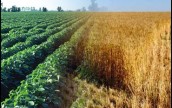 Рекордный урожай не принесет прибыли аграриям