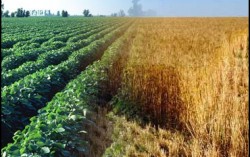 Рекордный урожай не принесет прибыли аграриям