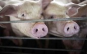 Луганская область усиливает защиту против африканской чумы свиней из России