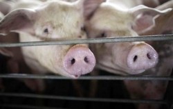 Луганская область усиливает защиту против африканской чумы свиней из России