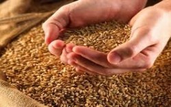 Все регионы Украины обеспечены семенами озимых культур