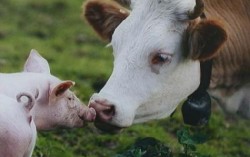 На Днепропетровщине увеличилось поголовье свиней и крупного