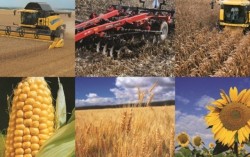 В 2013 году производство валовой продукции АПК составит около 250 миллиардов гривен