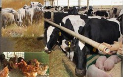 Государственная поддержка животноводческого хозяйства