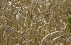 Россия, Украина и зерновой пул