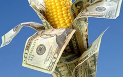 Экспорт кукурузы достиг рекордного показателя