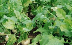 В Харьковской области остается переработать 1600 тонн свеклы