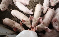 Минагропрод прогнозирует рост производства мяса в 2014 г. в Украине