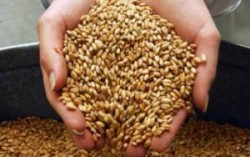 Украина в первой половине 2013/14 МГ экспортировала 18,5 млн. т зерновых