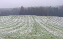 В Украине теплая погода в декабре 2013 года не сказалась на состоянии озимых