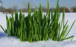 В Житомирской области 67% посевов озимых находятся в хорошем состоянии