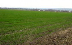 Урожай озимых в Украине может вырасти на 10-20%