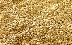 Украинское зерно остается очень конкурентоспособным