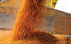 Украина наращивает экспорт кукурузы