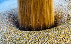 Украина войдет в тройку крупнейших экспортеров зерновых