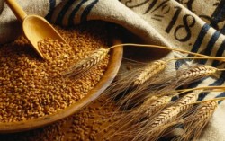 Украина займет 2-е место по мировому экспорту зерна