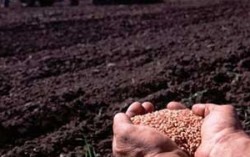 Регионы Украины обеспечены семенами яровых на 91-118%