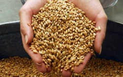 Украина и Россия не потеряют своих позиций на экспортном рынке зерна