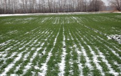 В Запорожской области 87,2% посевов озимых зерновых находятся в хорошем и удовлетворительном состоянии