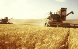 В следующем сезоне Евросоюз вновь соберет хороший урожай зерна