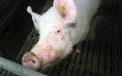 Рентабельность производства свинины в Украине составляет 36%