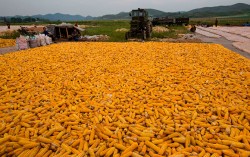 Украина может потерять треть урожая кукурузы