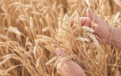 Без украинского зерна цены на мировом рынке значительно вырастут