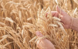 Без украинского зерна цены на мировом рынке значительно вырастут