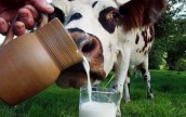 Мировые цены на молоко будут стимулировать его производство в Украине