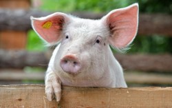 Россия запретила ввозить в Крым украинскую свинину