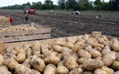 Россия забраковала украинский картофель