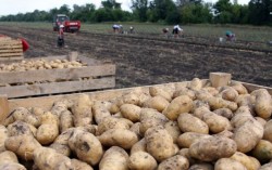 Россия забраковала украинский картофель
