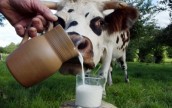 В мире глобальное падение цен на молочную продукцию