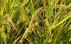 Аграрии не смогут выращивать в Крыму рис, кукурузу и сою