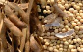 Производители сои хотят увеличить посевы почти на 50%