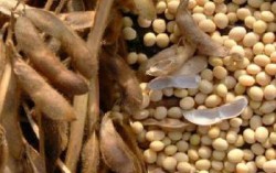 Производители сои хотят увеличить посевы почти на 50%