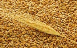 В этом году мировое производство зерна составит 2,5 млрд тонн