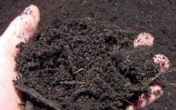 В Украине упростили регистрацию сельхозземель