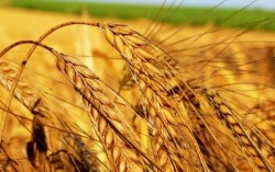 Запасы зерна в Украине к 1 июня на 9% больше прошлогодних